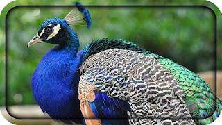 माझा आवडता पक्षी मोर