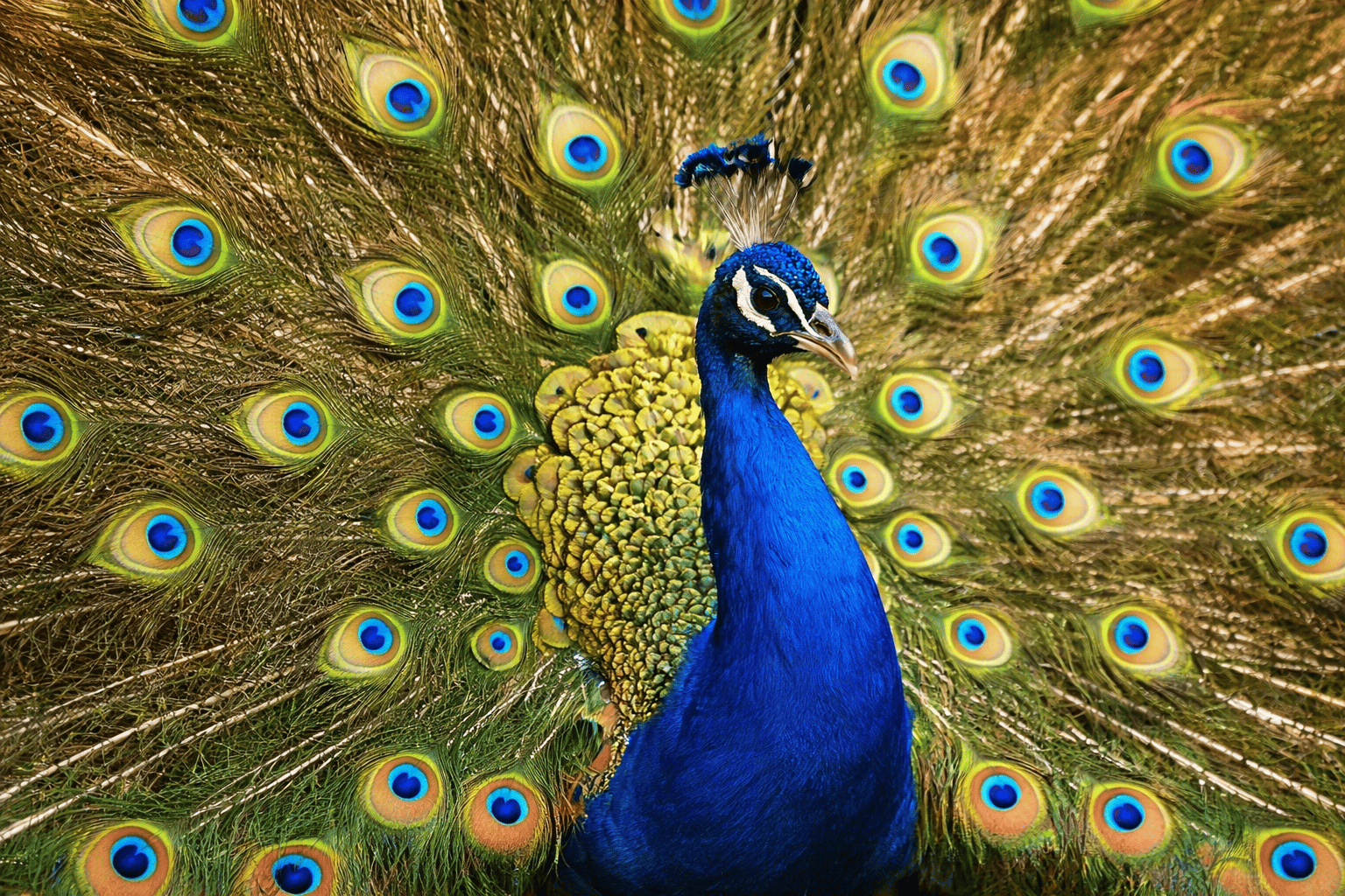 माझा आवडता पक्षी मोर