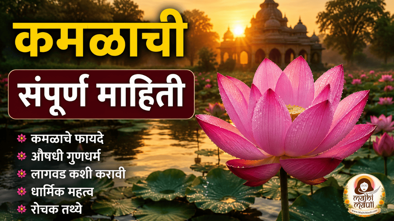 Lotus Information in Marathi