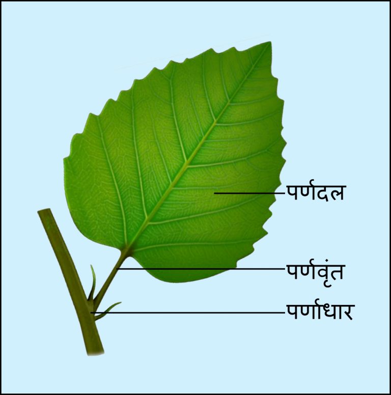 Leaf Information in Marathi