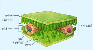 Leaf Information in Marathi
